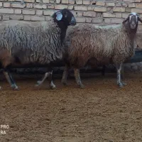 میش آبستن شیره دار میش بره دار گوسفندبره قوچ داشتی