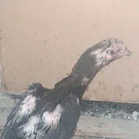 مرغ لاری