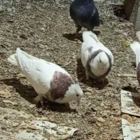 کفتر|پرنده|سراوان, |دیوار