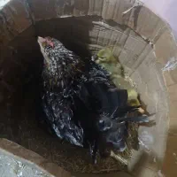 مرغ کرک با جوجه غاز و تخم