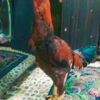 جوجه خروس لاری افغان عطیقه 4 دانگ|حیوانات مزرعه|زاهدان, |دیوار