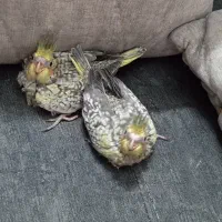 جوجه عروس هلندی|پرنده|ملارد, |دیوار