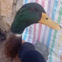 اردک اسرایلی بسیار زیبا|حیوانات مزرعه|سردشت, |دیوار