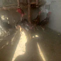 کازرون لار