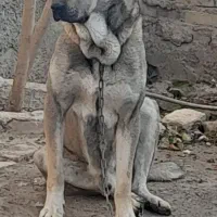 واگذاری دوقلاده یک تولع ۸ ماهه پژدر و یک ماده ۲ س