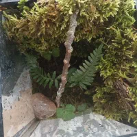 تراریوم هدیه ای خاص|گل و گیاه طبیعی|شاهرود, |دیوار