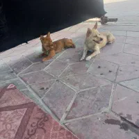 شیواوا