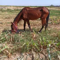 اسب نریون درشت زیبا و آرام چک دارم وگرنه نمیفروختم