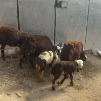 فروش میش بره دار|حیوانات مزرعه|بروجرد, |دیوار