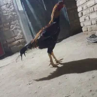 خروس لاری ترک اوشامو