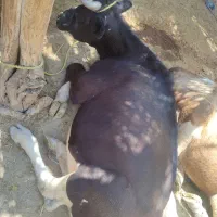 گوساله ماده