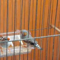 یک جفت فنچ نر و ماده