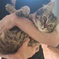 واگذاری بچه گربه