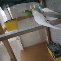 مرغ عشق