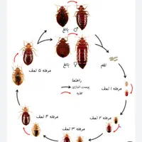 سمپاشی تخصصی سم پاشی شرکتی با ضمانت کتبی معتبر|خدمات نظافت|تهران, فلسطین (میدان انقلاب)|دیوار