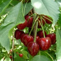 گیلاس  کیلو ۲۷۰ تومن