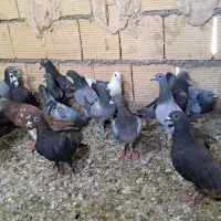 کبوتر پلاکی|پرنده|اهواز, ملاشیه|دیوار