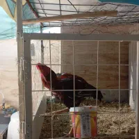 قفس دو طبقه بزرگ|لوازم جانبی حیوانات|شیراز, کرونی(خاتونک)|دیوار