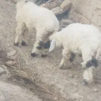 گوسفند نر ماده