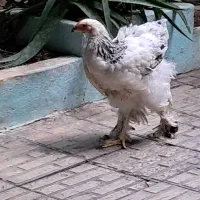فروش ۵ قطعه مرغ امپراطور خاص