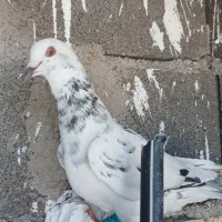 کفتر ضدو خوردی و جفتگاهی