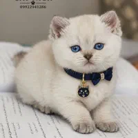 گربه برفی