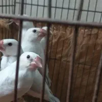 فنچ نرگسی سیلور