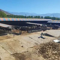 نوبتبرایآذرماه فروشکودحیوانی گاوداری صنعتیالشت