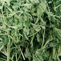 فروش سبزی شنبلیله تر (خشک نشده، تازه)