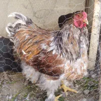 فروش جفت برهما رنگ خاص