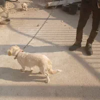 یک جفت پا کوتاه توله هاشون تو عکس هست|سگ|شاهینشهر, شهرک هشت بهشت|دیوار