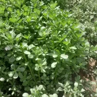 سبزی خرفه