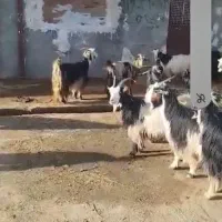 بز داشتی شهر کردی|حیوانات مزرعه|دورود, |دیوار