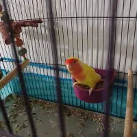 کتوله صورت هلویی نر|پرنده|شیراز, شریف‌آباد|دیوار