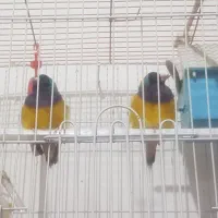 معاوضه فنچ گلدین با طوطی کتوله برزیلی