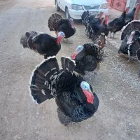 فروش بوقلمون برنز|حیوانات مزرعه|یاسوج, |دیوار