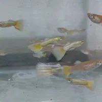 فروش ماهی گوپی به قیمت عمده|ماهی|نجفآباد, فردوسی|دیوار