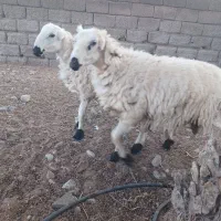 فروش فوری
