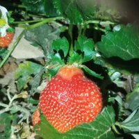 بوته ونشائ توت فرنگی|خدمات باغبانی و درختکاری|موچش, |دیوار