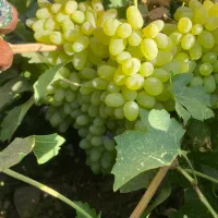 مزرعه انگور رضازاده|خدمات باغبانی و درختکاری|نیشابور, خط کاشمر|دیوار