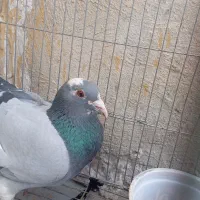 کبوتر پلاکی|پرنده|یاسوج, |دیوار