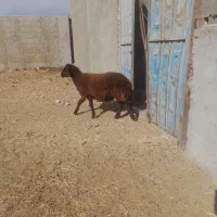 چهارتا بره نر هترو|حیوانات مزرعه|زرندیه, |دیوار