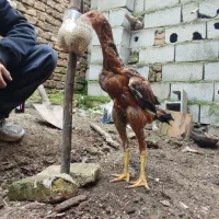 جوجه خروس لاری