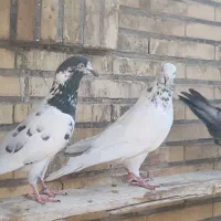 کفتر پاکستانی پرشی|پرنده|بندرلنگه, |دیوار