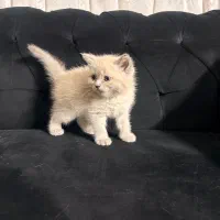 گربه اسکاتیش|گربه|مشهد, هفت تیر (آب و برق)|دیوار