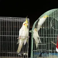 عروس فروشی|پرنده|قم, تعویض پلاک|دیوار