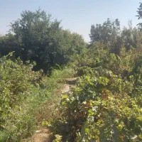 هزار متر زمین باغی در شاهدشهر شهریار|فروش زمین و ملک کلنگی|رباطکریم, منجیل آباد|دیوار