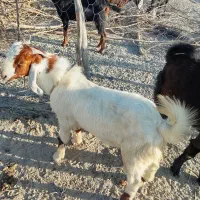 بزهای خوب فروشی (تروشت)|حیوانات مزرعه|پلان, |دیوار