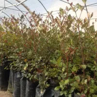 نهال خرنوب گلدانی|گل و گیاه طبیعی|شیراز, دانشکده کشاورزی دانشگاه شیراز|دیوار