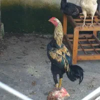 تعدادیی‌مرغ‌ وخروس‌ لاری‌